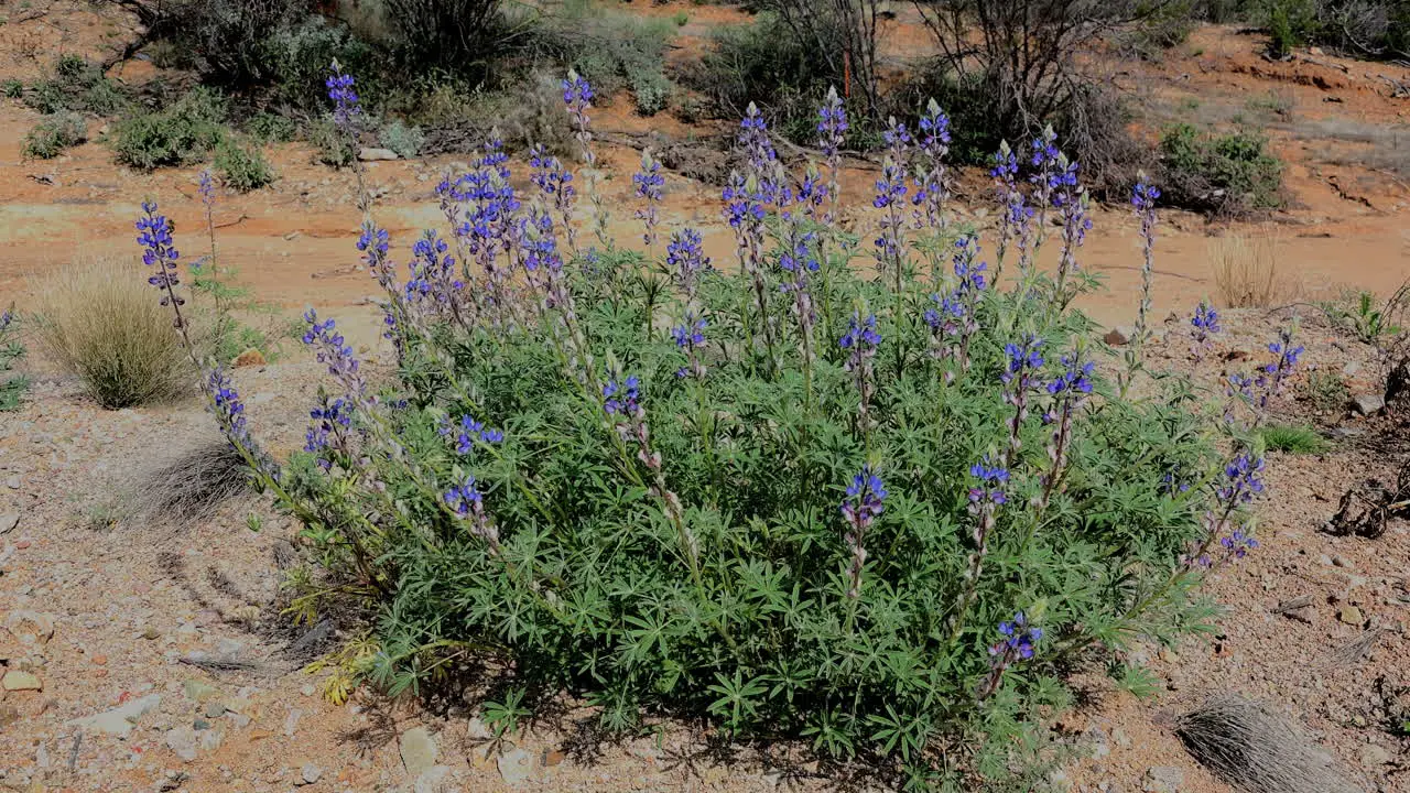 Arizona Blue Bonnets