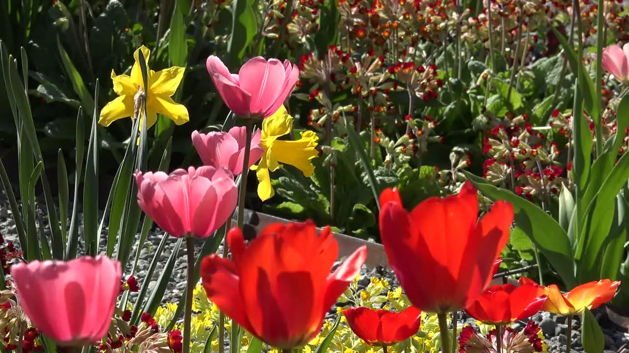 Tulips And Daffodils Pan