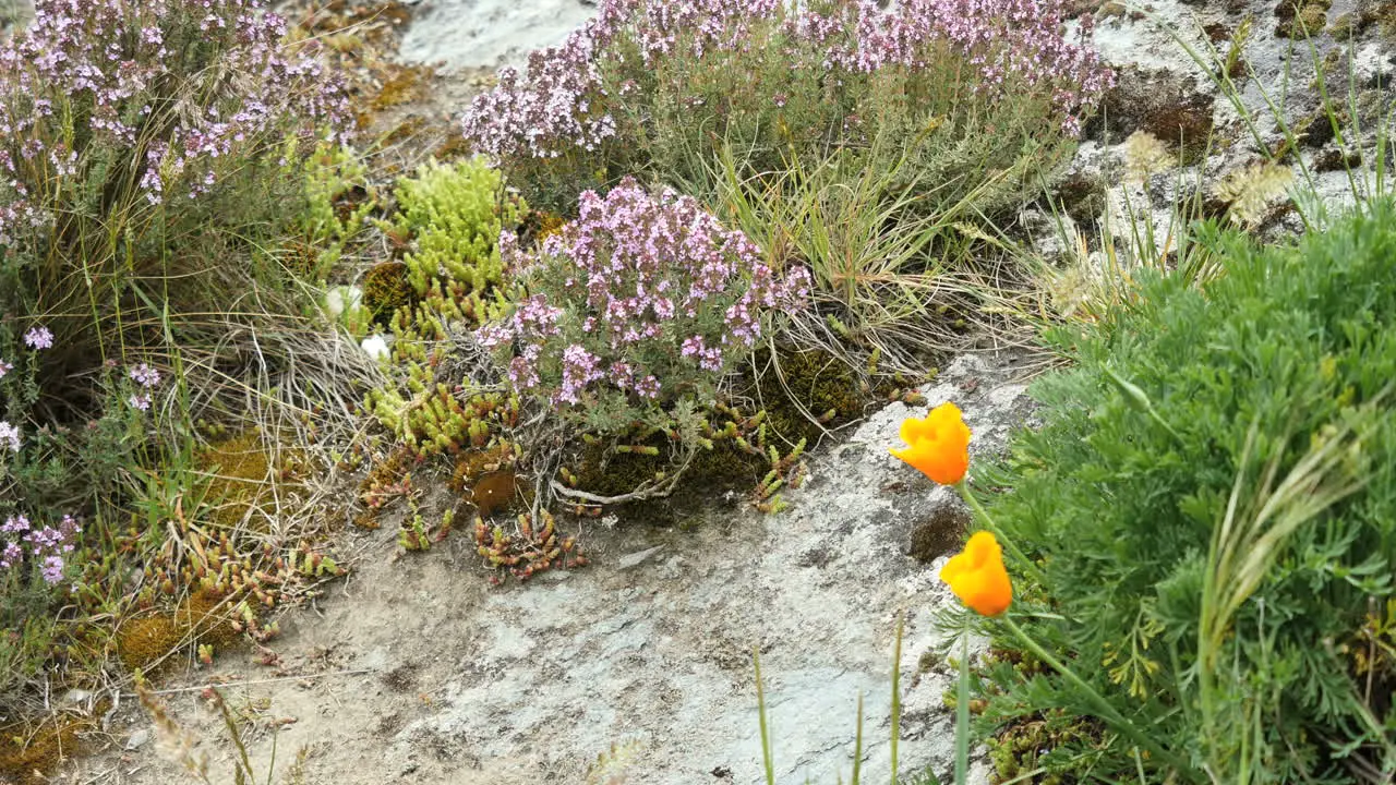 New Zealand Poppies And Purple Flowers