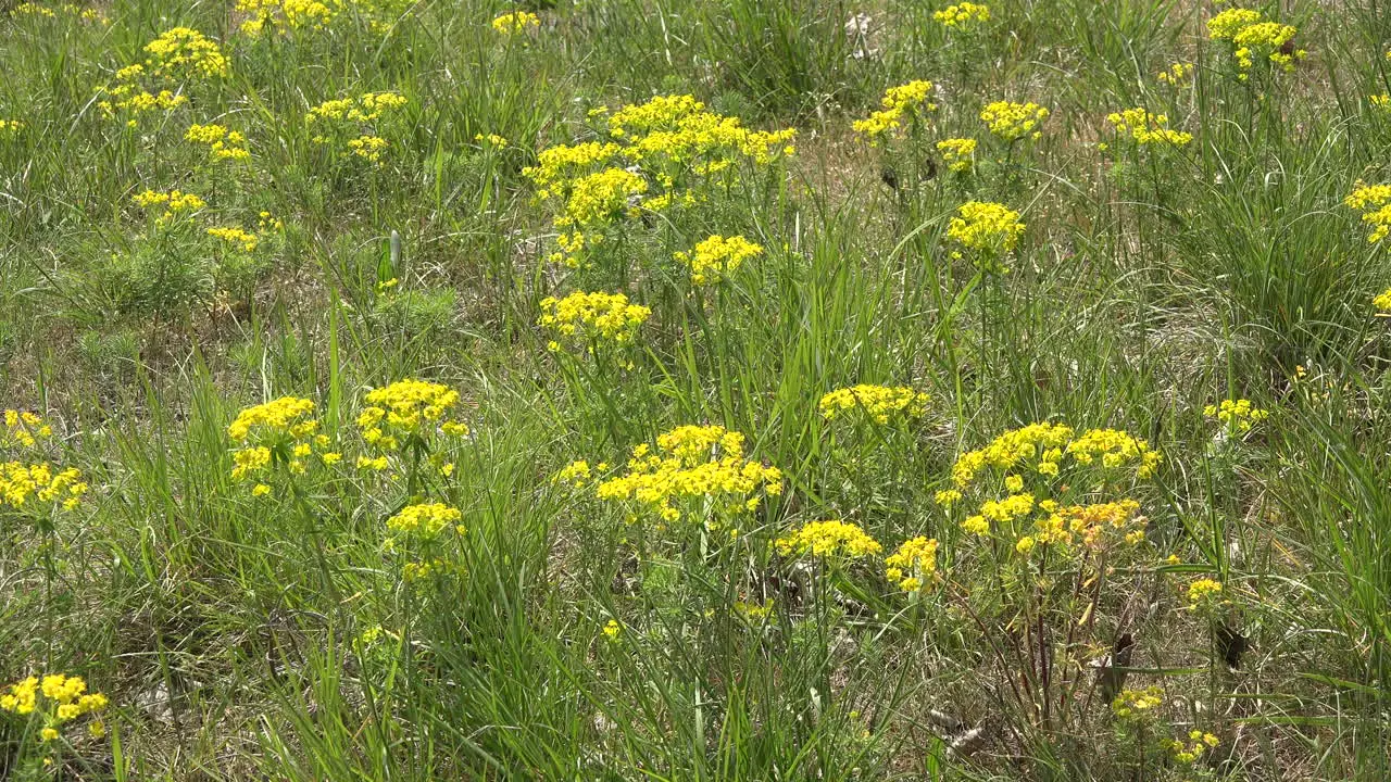 Yellow Flowers Amid Grass