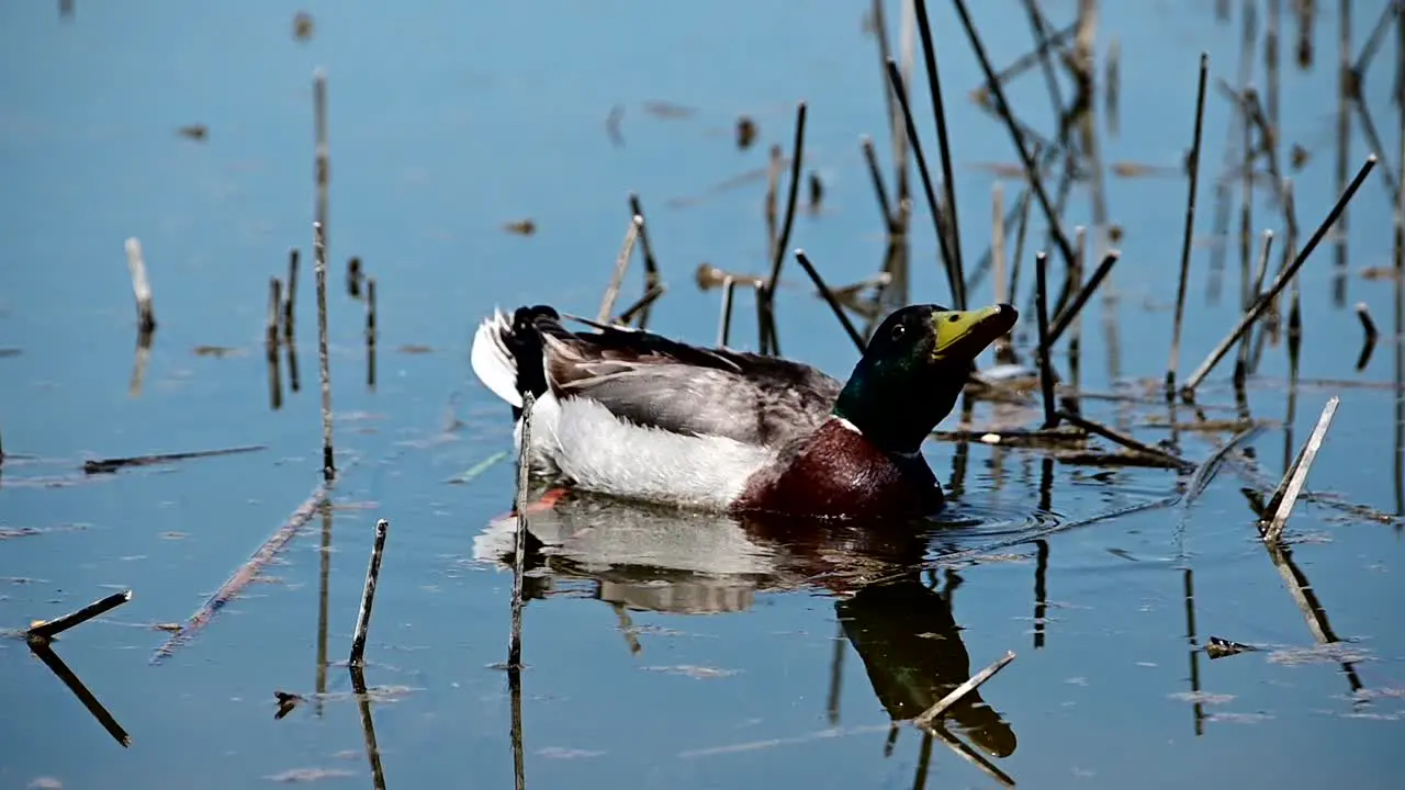 single mallard duck near the shore of a lake