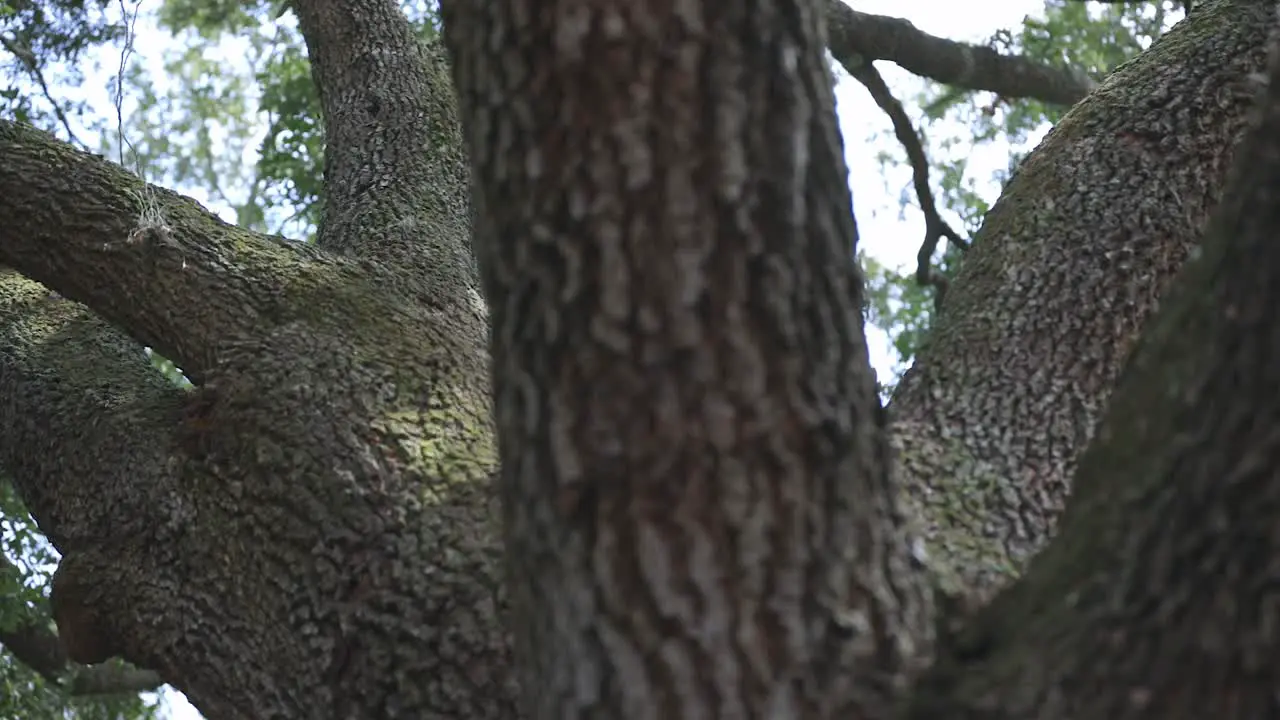 An oak tree in the woods slowly panning shot through the branches