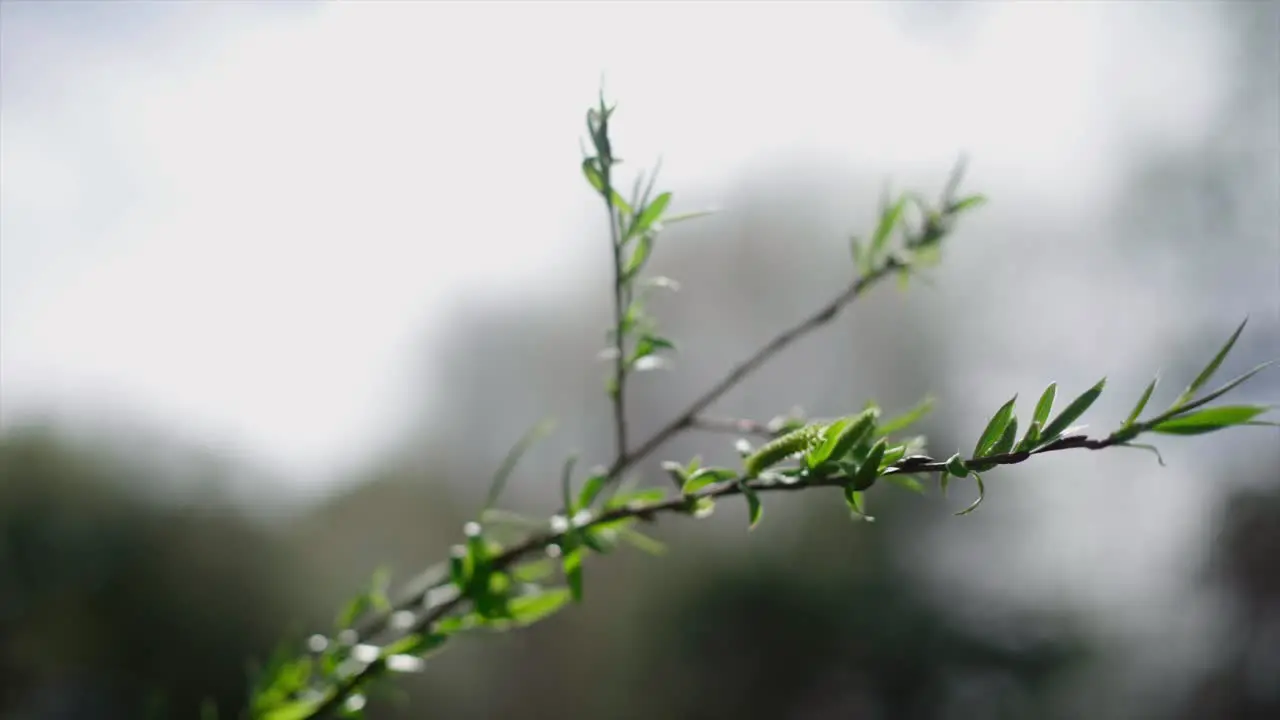 closeup of a branch bud on the branch spring