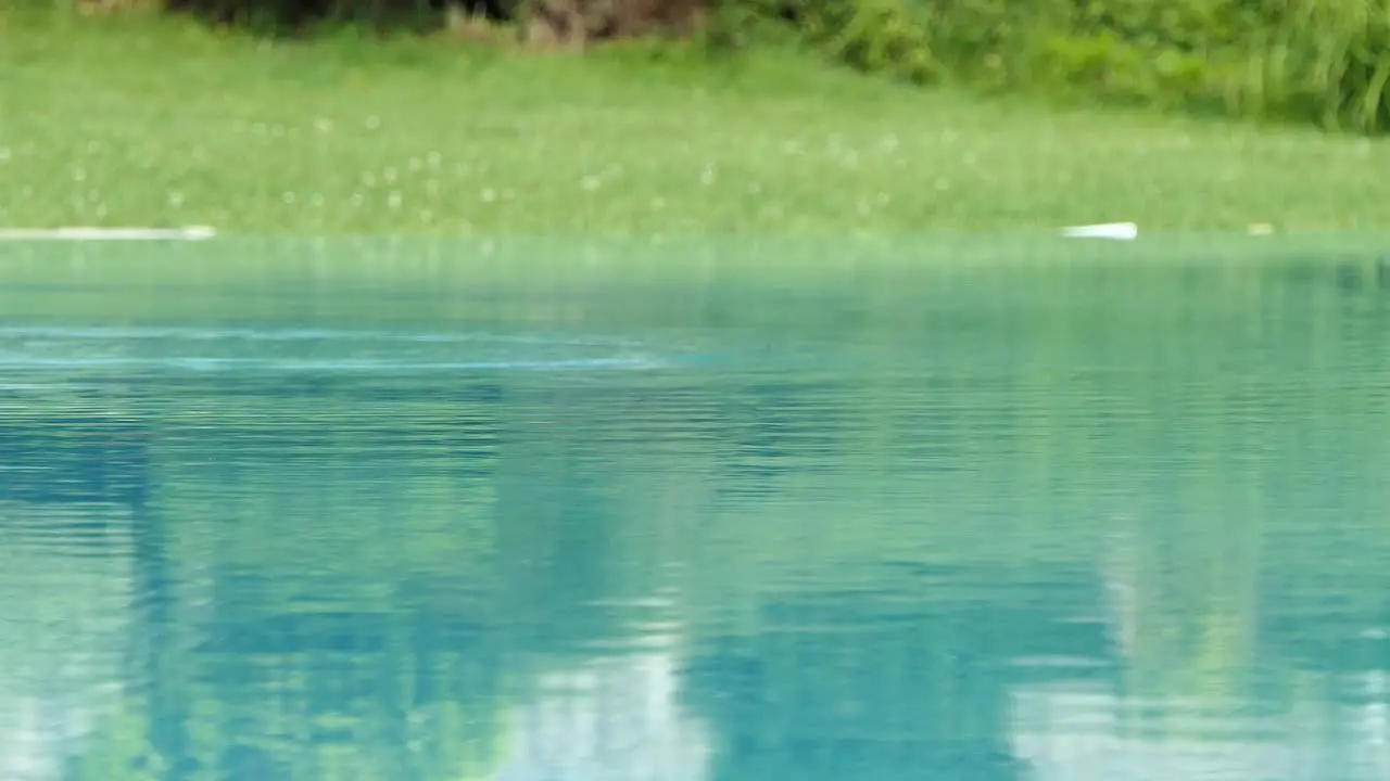 Swallow birds drinking water from calm blue lake