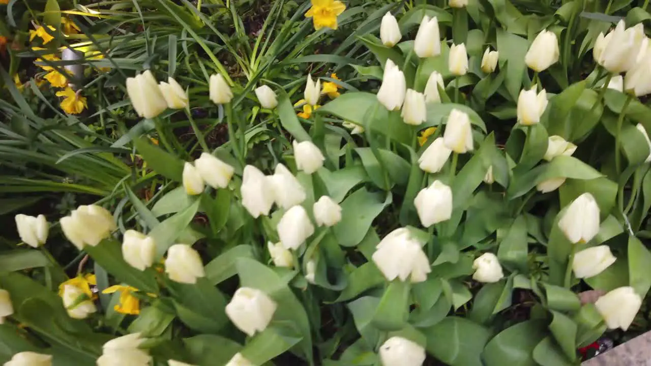 White tulips in spring time Shot in 4K