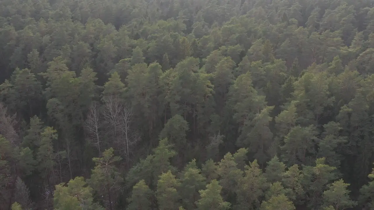 Aerial view of Lithuania's forest in early spring