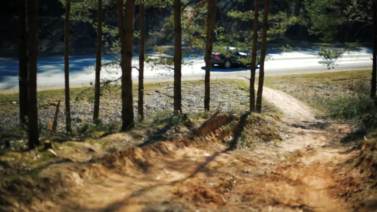 A view of a pine forest on an asphalt road I watched as a driven machine