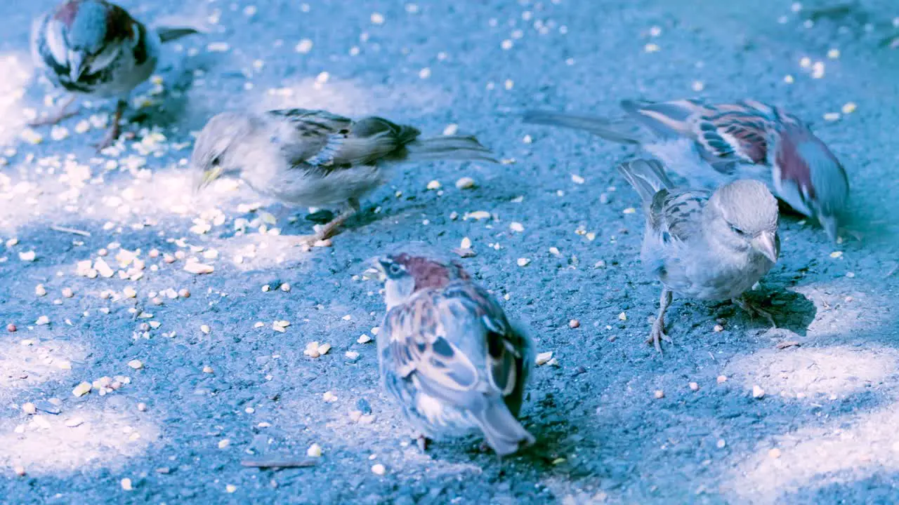 A number of small brown birds on cement sidewalk peck at seeds and dried corn kernels as sun and shadows cast dancing light on them