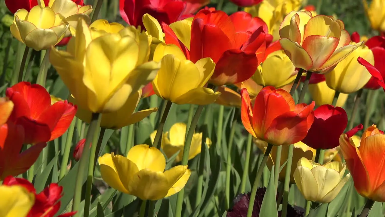 Flowers Yellow And Red Tulips Pan