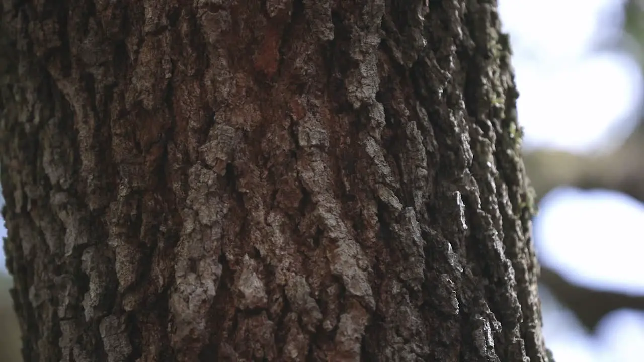 An oak tree in the woods slowly panning detailed close up on bark