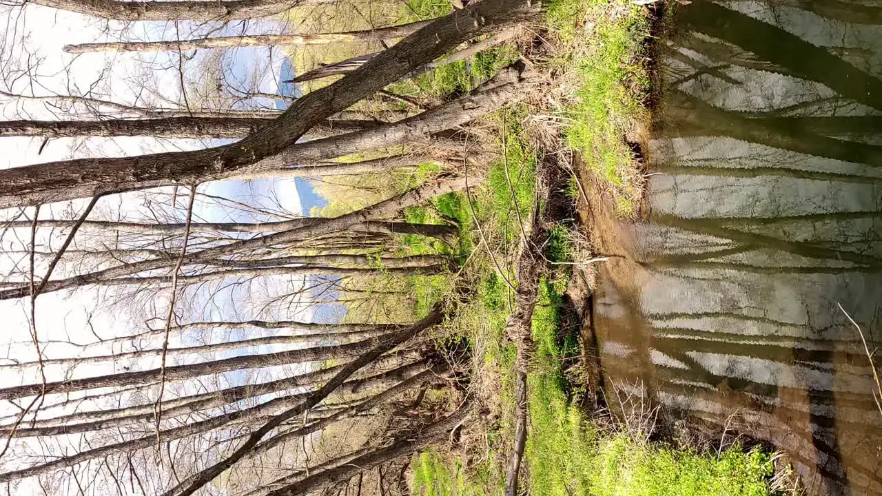 Vertical footage of a creek with greenery and trees around it