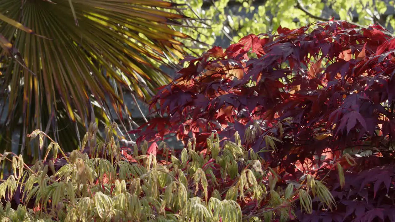 Back lit sun on Acer palmatum Atropurpureum Acer palmatum Dissectum and Trachycarpus