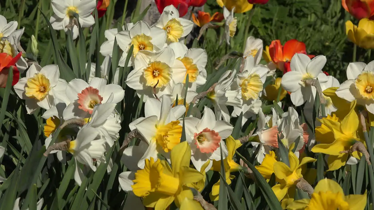 Flowers Daffodils White And Yellow Blooms