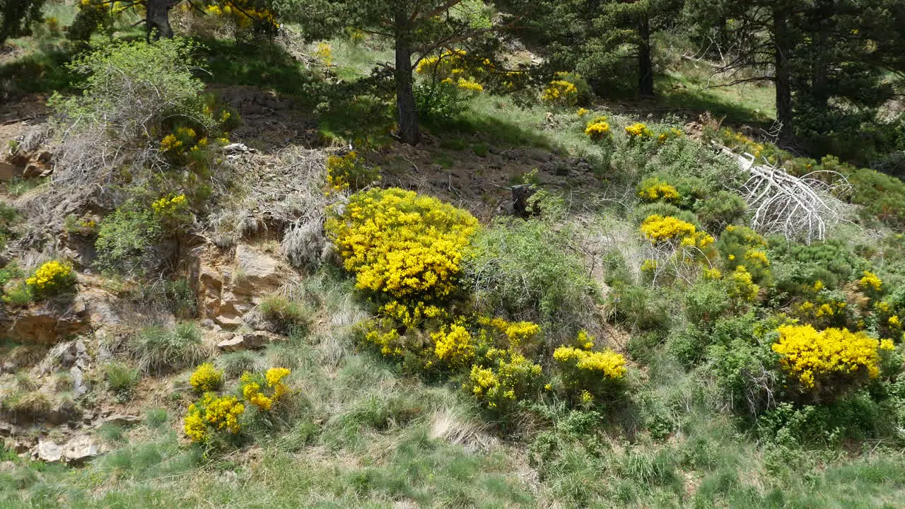 Spain Pre-Pyrenees Slope With Flowers