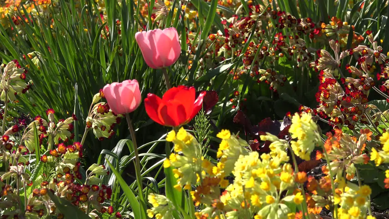 Flowers Red Pink Yellow