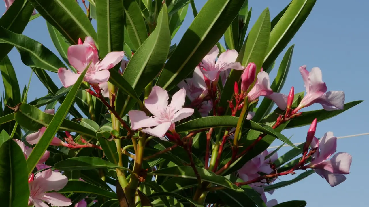 Greece Crete Pink Oleander Flower Cluster