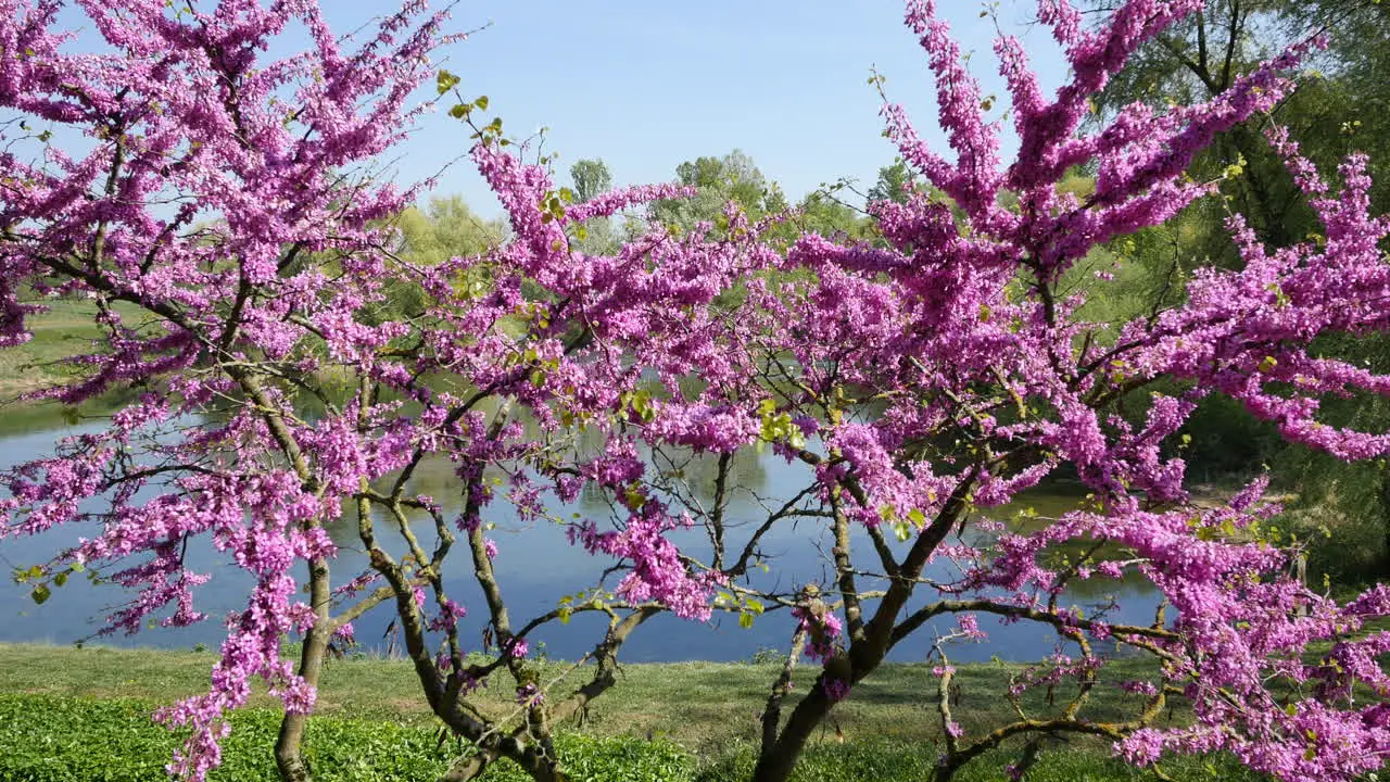 Nature Redbud Detail