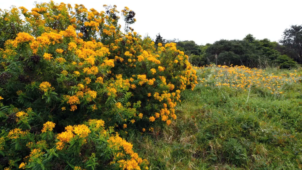 Australia Mornington Peninsula Yellow Flowers On Shrub