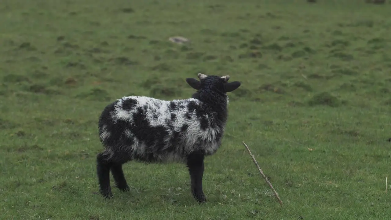 Spotted Lamb in a pasture in the Highlands of Ireland