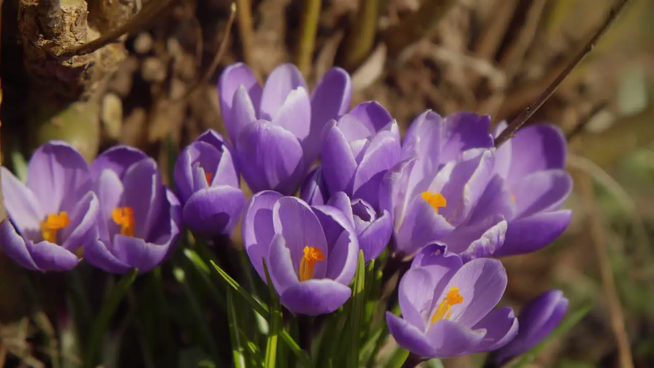 Purple Crocus spring flowers growing in the garden 4K Close Up