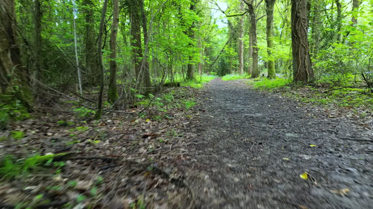 Low flight along woodland path in bluebell woods in Spring vibrant colours of foliage coming into leaf and blue haze of bluebells in clearings