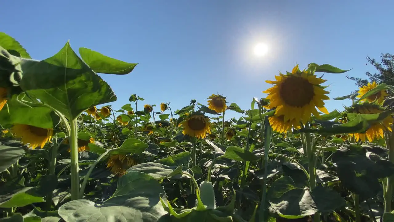 Flowering Sunflowers and a Field