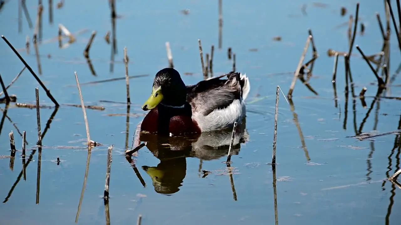 Single mallard duck near the shore of a lake-1