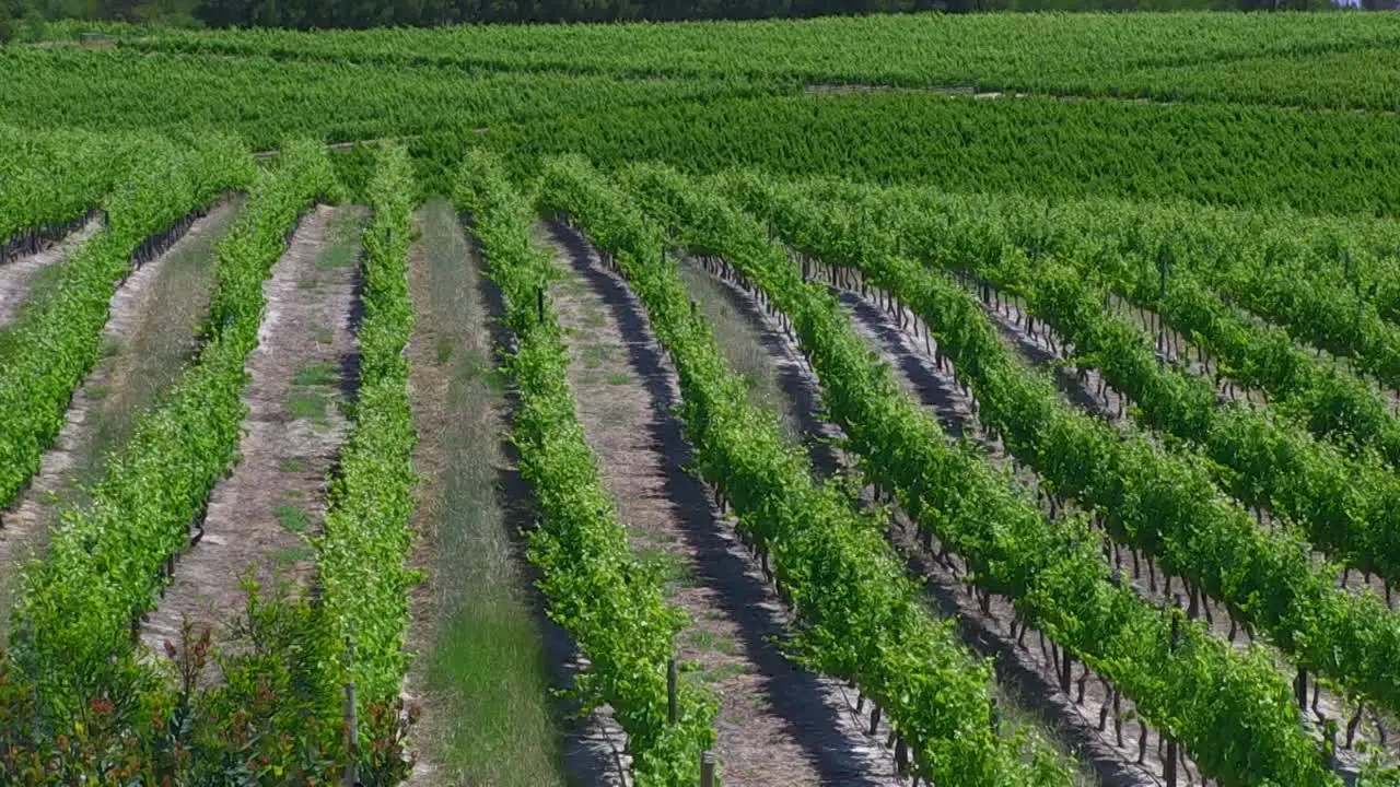 Vineyard on a South African farm