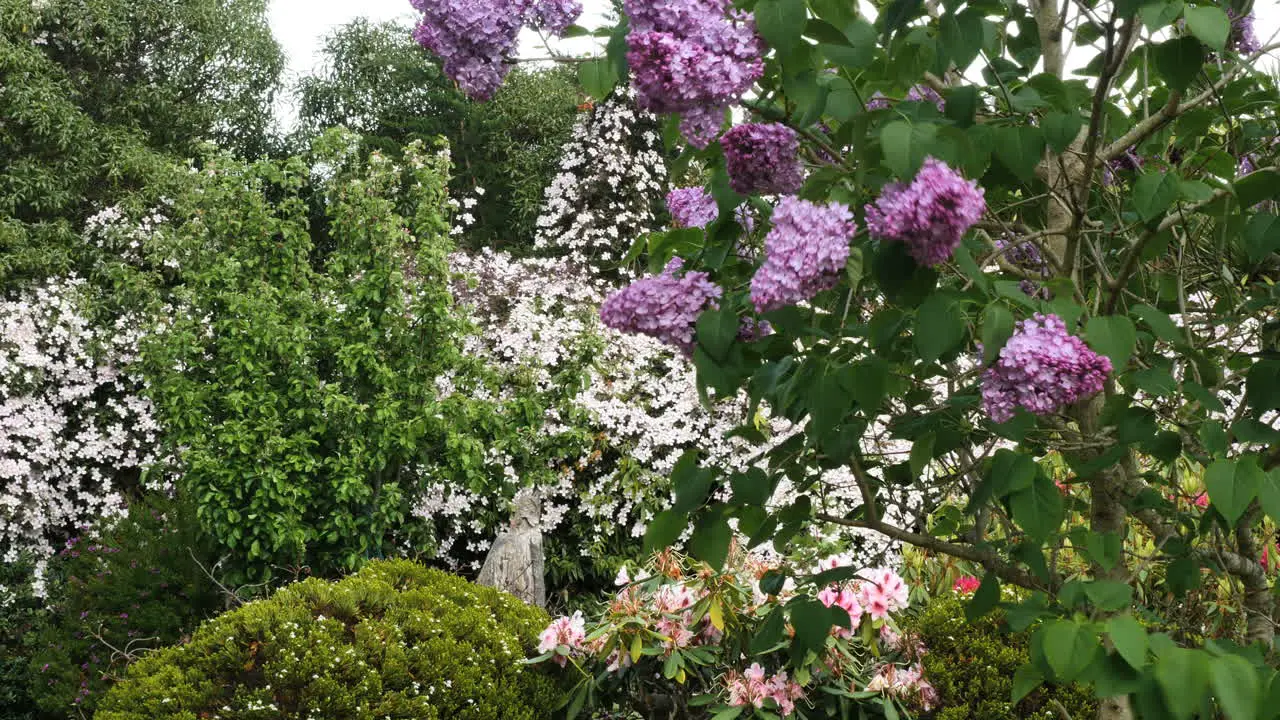 New Zealand Lilacs And Garden Flowers