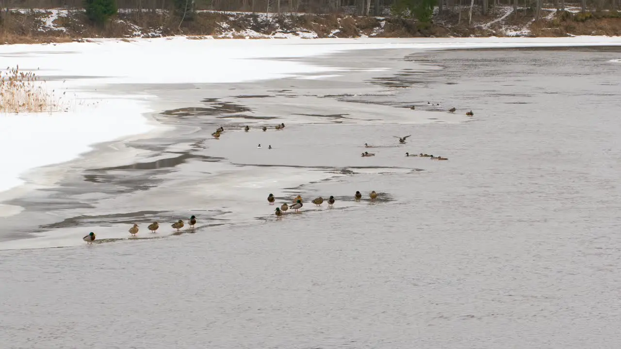 Bunch of ducks sitting on the edge of ice in river distant