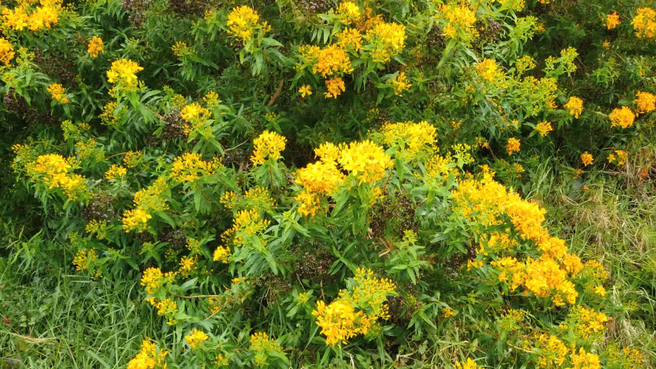 Australia Yellow Flowered Shrub