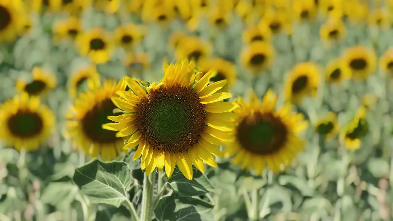 sunflower field in sunny weather