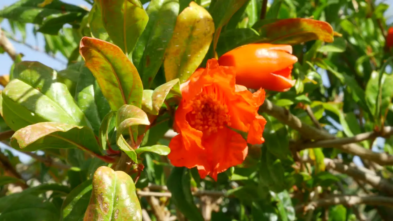 Greece Crete Pomegranate Flower