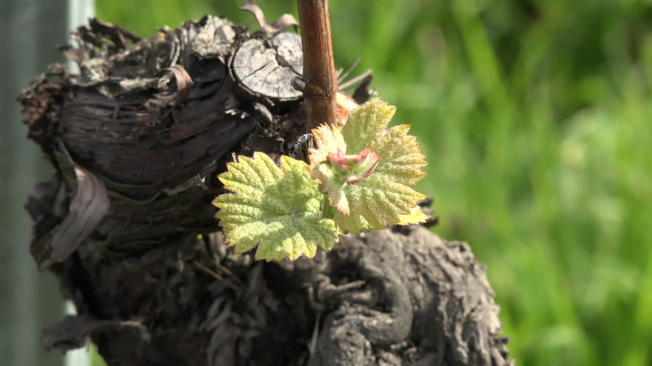 Young Grape Vine Leaves