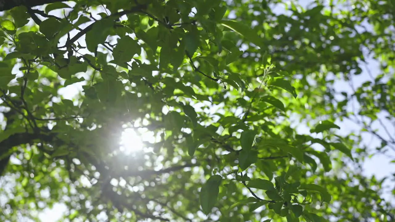 Leaves on an apple tree moving in the wind