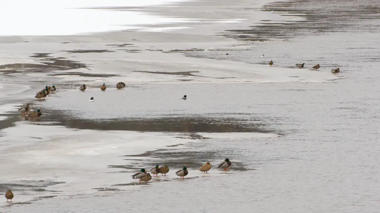 Bunch of ducks sitting on the edge of ice in river medium