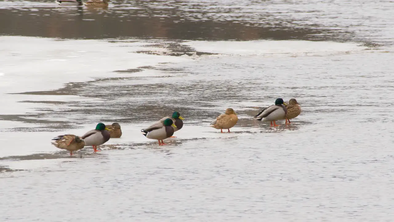 Bunch of ducks sitting on the edge of ice in river close