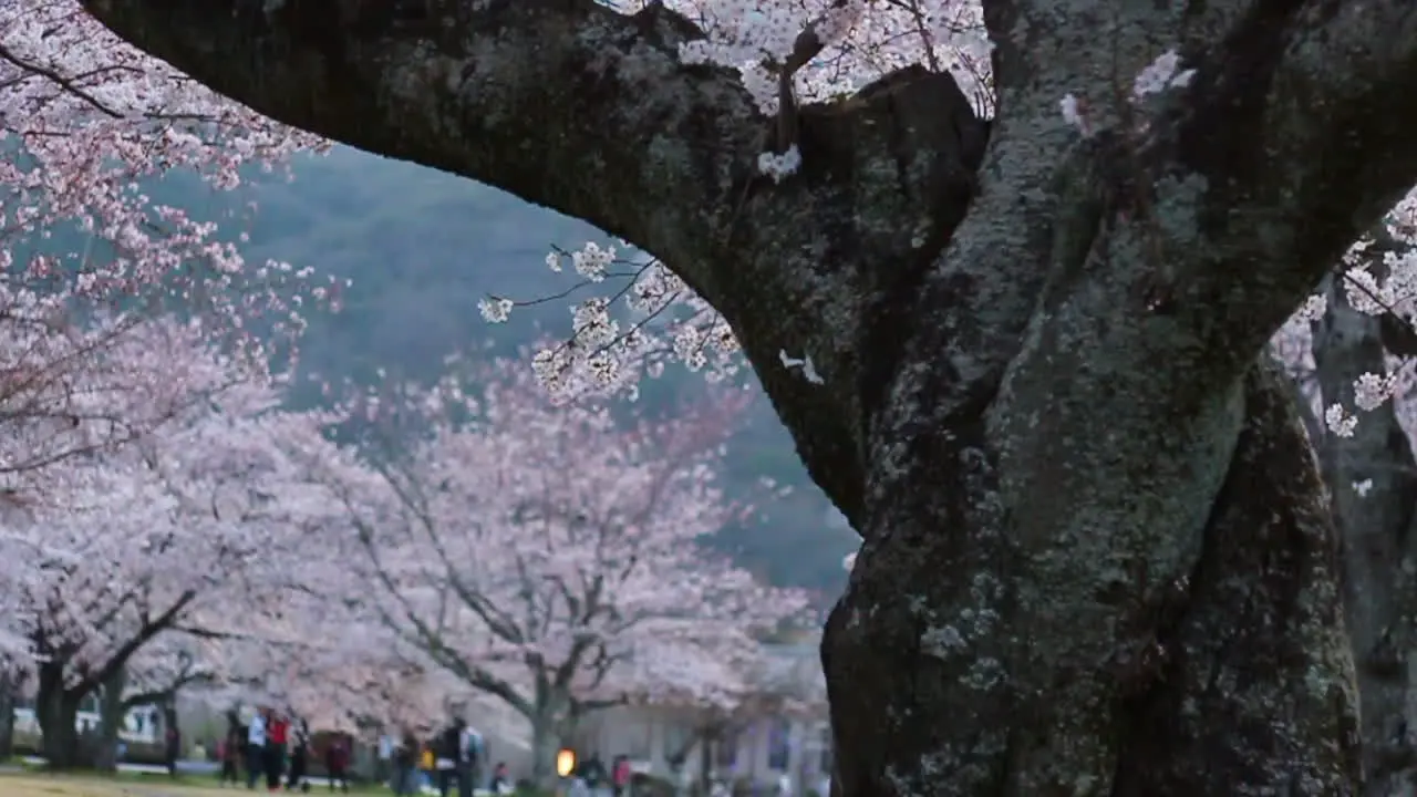 Panning video of big cherry blossom trees in Arashiyama park atrium near dusk with park goers in the background