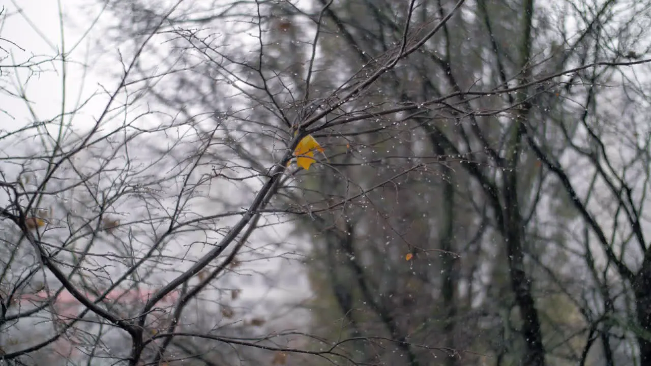 Bare tree and autumn snowfall