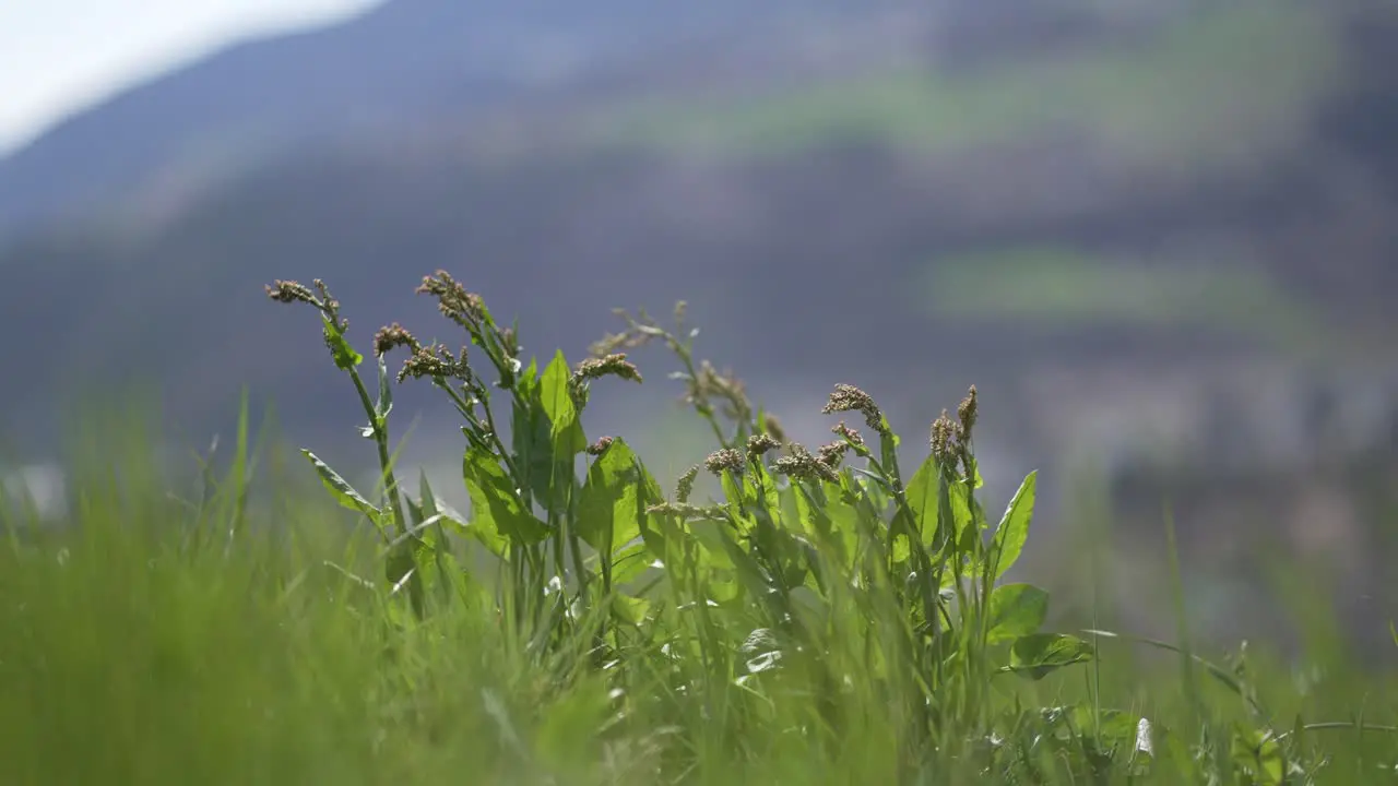 green grass in the middle of a field in the italian alps