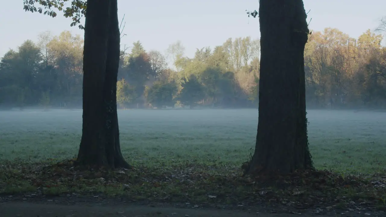 A bird flies away during a cold and foggy morning in the park of Monza in Italy during autumn just before the sunrise in a symmetrical scenario