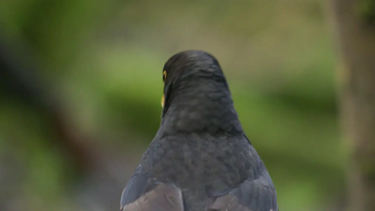 Common Blackbird Turdus merula rests on a branch in a forest