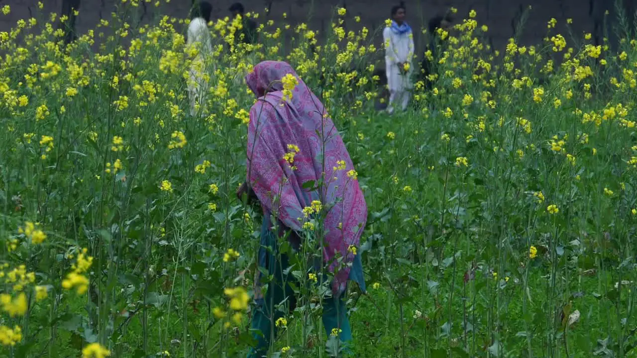 Pakistani Female Farmer Picking Crops In Green Field In Sindh Viewed From Behind