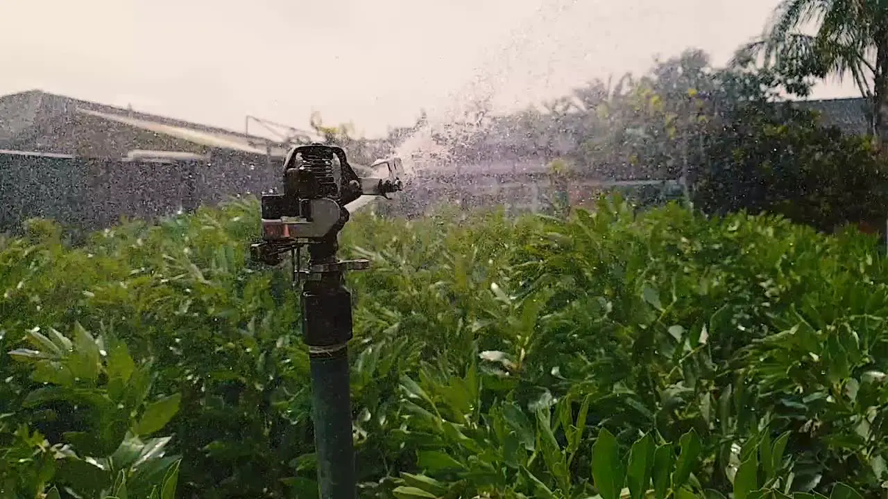 Sprinkler watering the garden