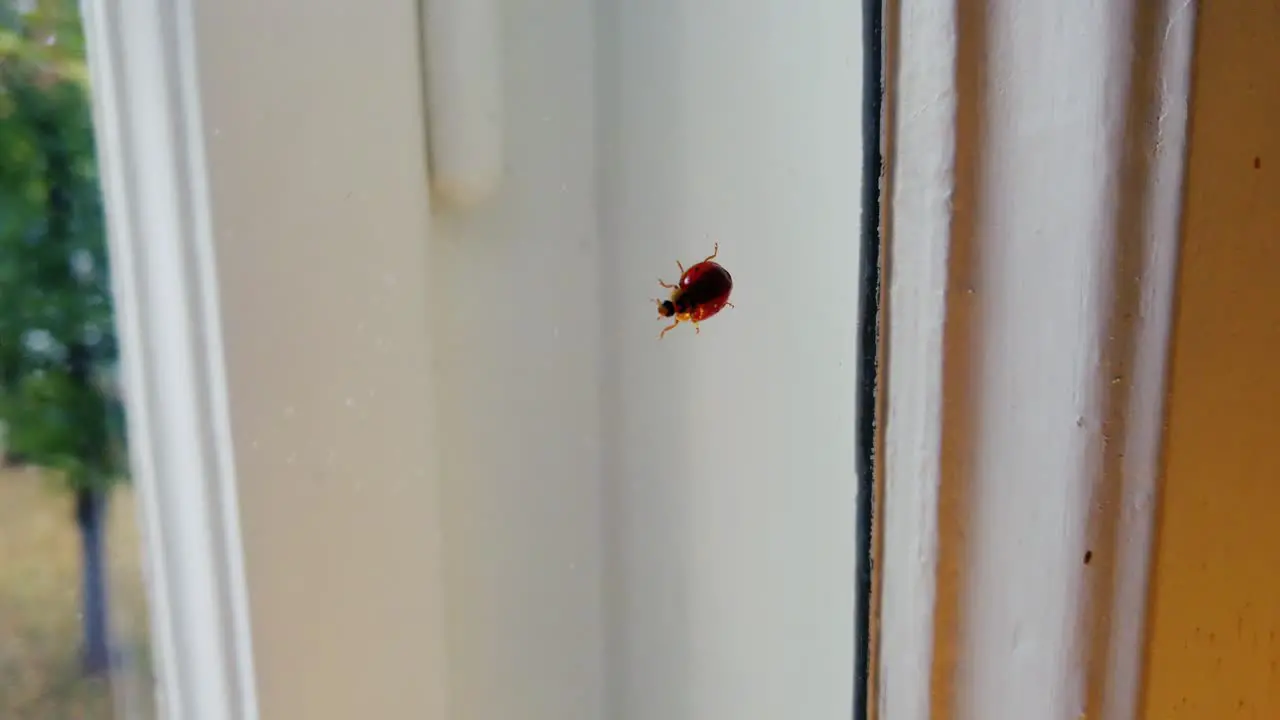 ladybug walking very slow inside of a window shot in slowmotion