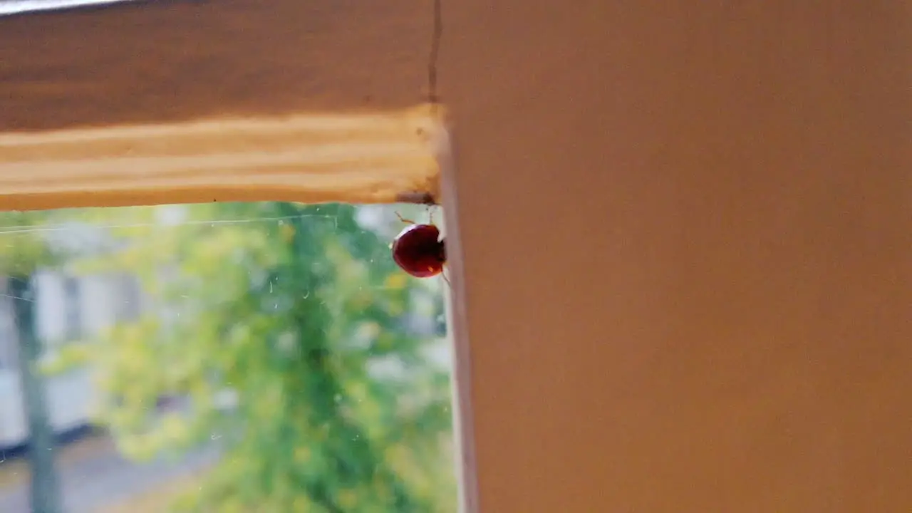 ladybug walking at a window corner shot in slowmotion