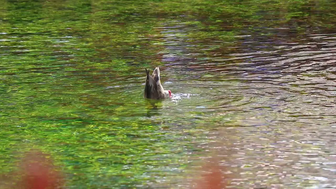 Slow mo steady shot of a duck diving in water to search for food