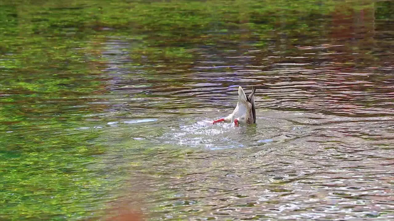 Duck snorkeling searching for food in a crystal clear natural lake in slow motion