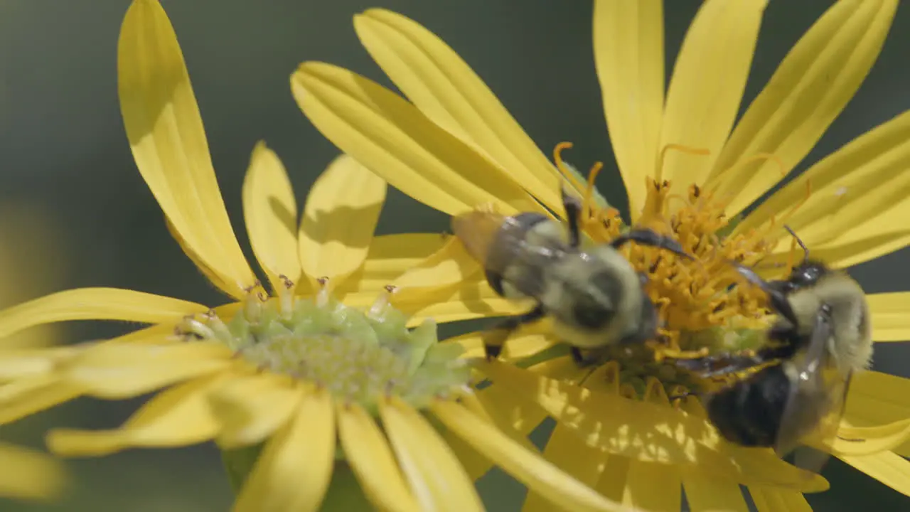 Closeup of two bees on a flower in the prairie