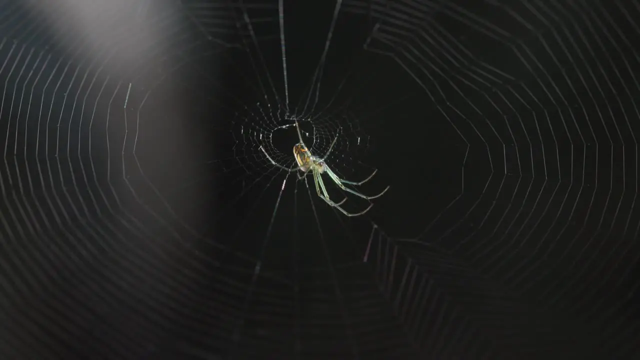 Spider eating bug in a spider web